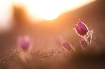 Küchenschelle im Sonnenuntergang