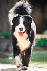 Fototapeta premium Cães