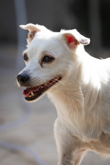 Cães