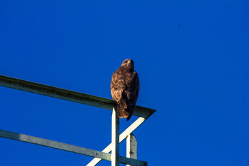 Mäusebussard sitzend von hinten Kopf verdreht