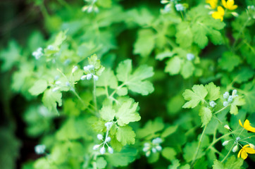  yellow wildflowers on a blurry floral background