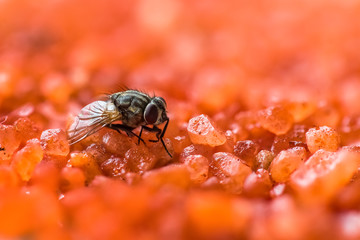Naklejka premium A macro shot of House Fly on a sugar mix