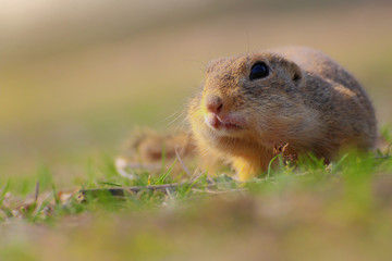 Portrait rodent in grass
