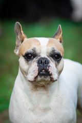 Fototapeta premium Cães