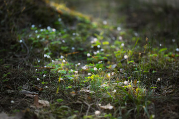 blooming oxalis in the forest