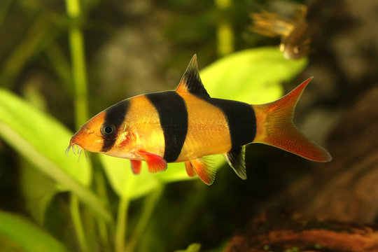 Clown loach tiger botia catfish Botia macracanthus aquarium fish 