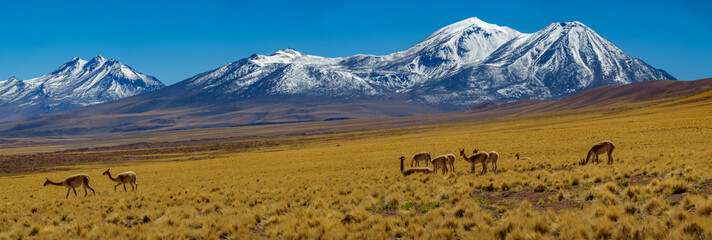 Vicugna vicugna cattle in Atacama high plateau with snow covered volcanoes - obrazy, fototapety, plakaty