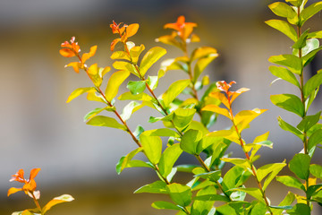 beautiful leaves branches shining in sunlight