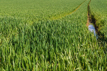 Futtergraswiese mit Ackerfurche vom Traktor