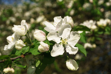 Obraz premium apple tree flowers blossoming in the sunny garden