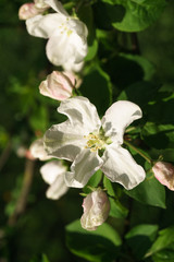 apple tree flowers blossoming in the sunny garden