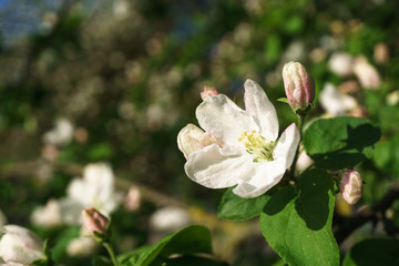 apple tree flowers blossoming in the sunny garden