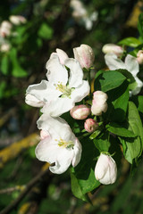 apple tree flowers blossoming in the sunny garden