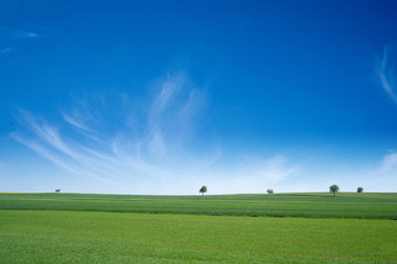 Zielone łąki i pola w słoneczny dzień z błękitnym niebem