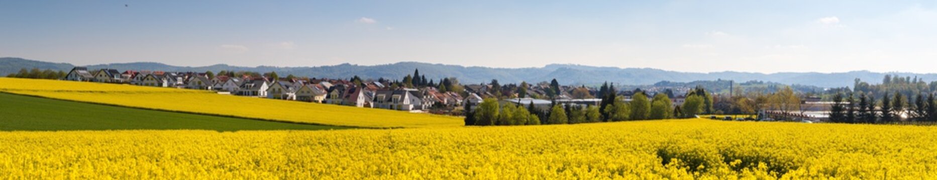 Rapsfeld-Panorama Weissach im Tal