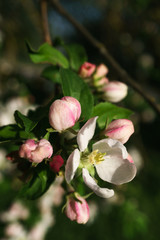 apple tree flowers blossoming in the sunny garden