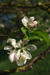 Fototapeta premium apple tree flowers blossoming in the sunny garden