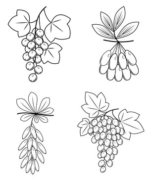 Collection. This branch of barberry, grapes, dogwood, currants. Delicious healthy berries for health and medicine. Graphic image. Vector illustration set.