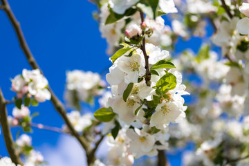 Apfelbaum Zweig mit Blüten vor blauem Himmel und Bokeh