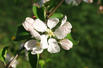 Obraz premium apple tree flowers blossoming in the sunny garden