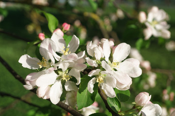 Obraz premium apple tree flowers blossoming in the sunny garden