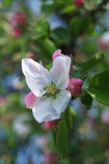 apple tree flowers blossoming in the sunny garden