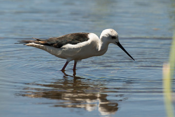 Echasse blanche, Himantopus himantopus