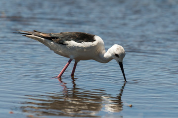 Echasse blanche, Himantopus himantopus