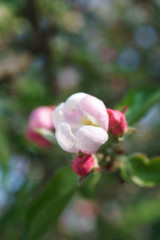 Fototapeta premium apple tree flowers blossoming in the sunny garden