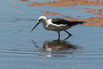 Echasse blanche, Himantopus himantopus