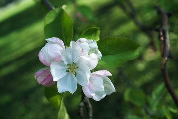Fototapeta na wymiar apple tree flowers blossoming in the sunny garden