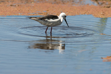 Echasse blanche, Himantopus himantopus