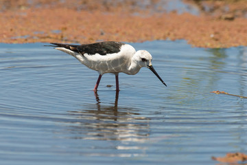 Echasse blanche, Himantopus himantopus