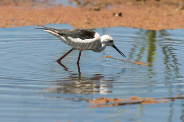 Echasse blanche, Himantopus himantopus