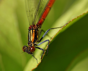 Libelle