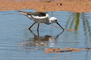Echasse blanche, Himantopus himantopus