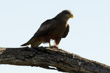 Milan noir,.Milvus migrans, Black Kite