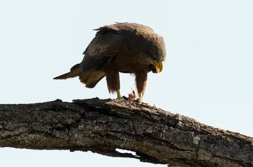 Milan noir,.Milvus migrans, Black Kite