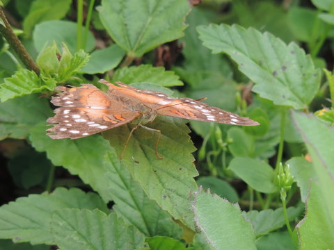 mariposa clr