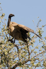 Vautour africain,.Gyps africanus, White backed Vulture, Parc national Kruger, Afrique du Sud