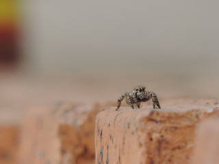 araña saltarina