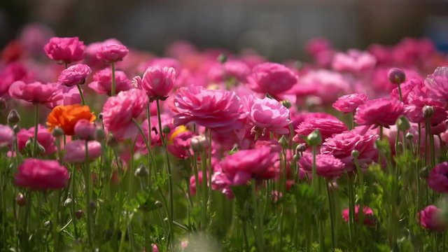 Persian Buttercup Flowers Pink Ranunculus Asiaticus