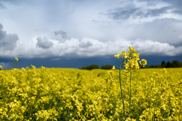 Obraz premium Dramatic Clouds over Rapeseed Fields.