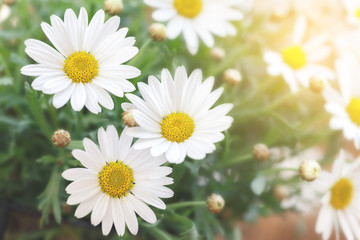 Obraz premium Spring daisy flowers