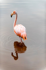Caribean (American) flamingo in the lagoons of Puerto Villamil of Isabela Island, Galapagos.