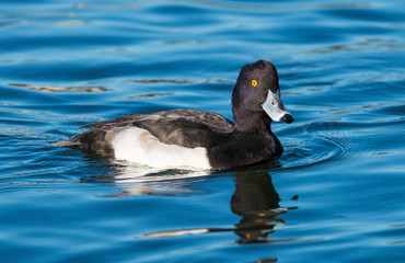 A tufted duck (Aythya fuligula) male swimming on lake,  Taken in Cardiff, South Wales, UK