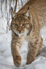 Luchs im Schnee - Winter