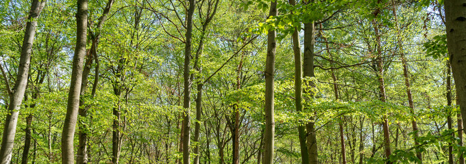 Fototapeta na wymiar Tree trunks in a green forest in spring panorama