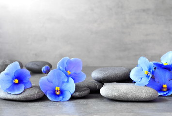 Fototapeta na wymiar Blue flower and stone zen spa on grey background