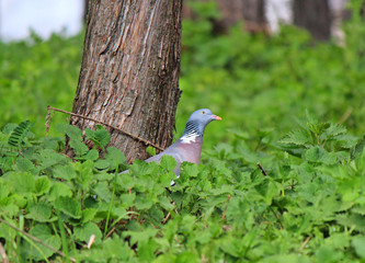 wild dove in thick grass